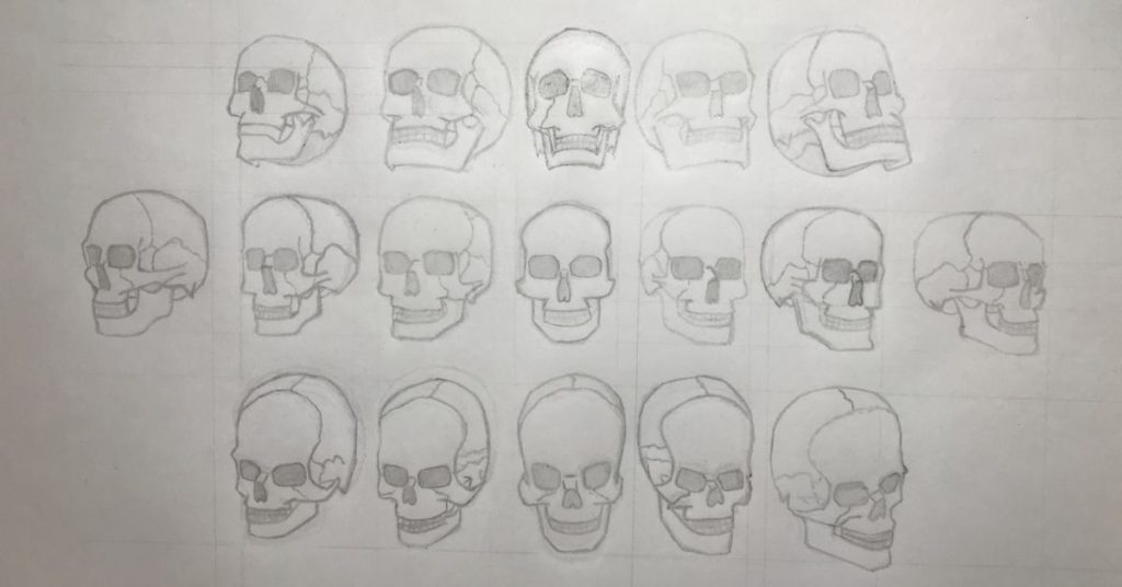 Drawing study of skulls in different perspectives