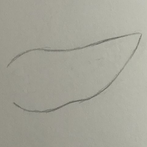 Step 2 to draw adult elf ears