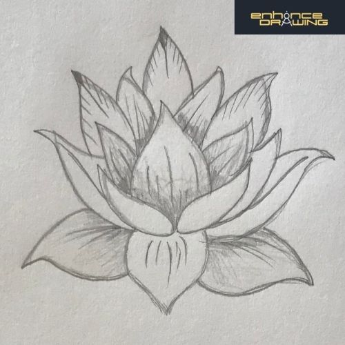 Anime Lotus Flower Drawing Idea