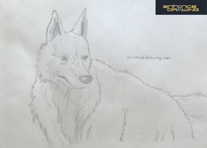 Anime Wolf Drawing Idea (Mononoke Wolf)