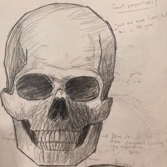 Drawing of a human skull