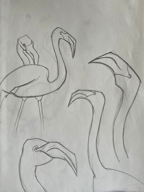 Sketches of flamingos